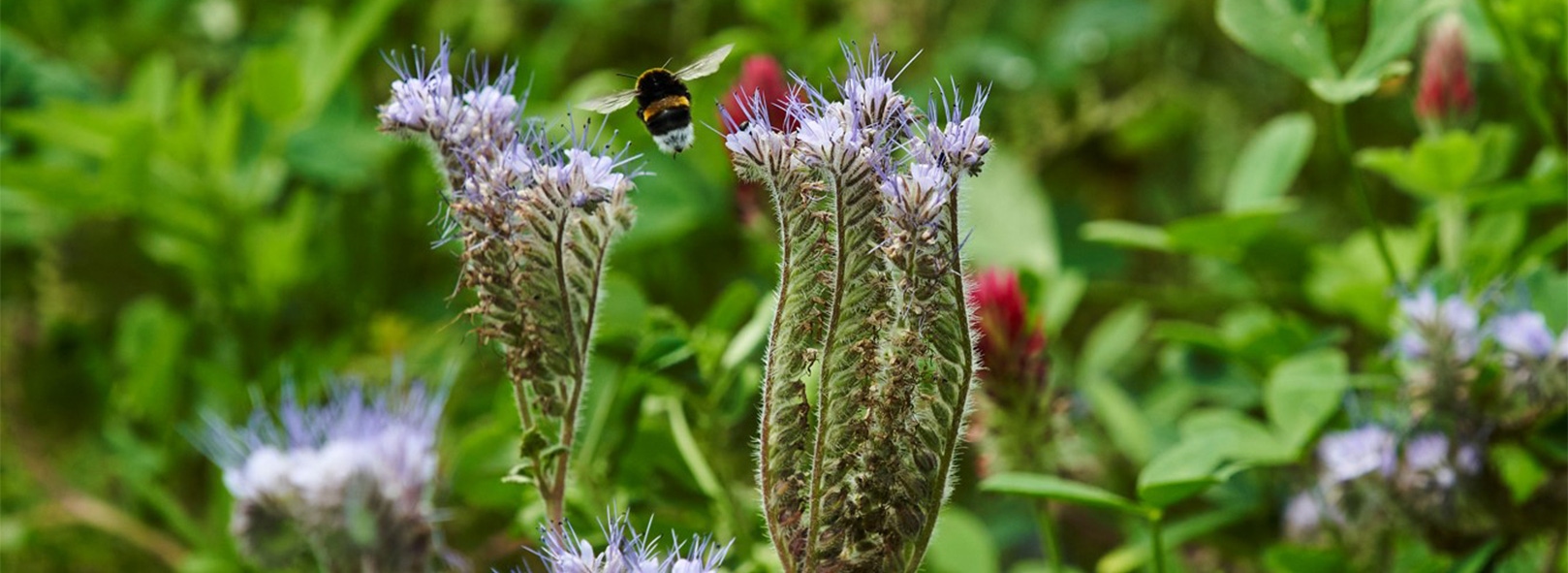 Biodiversité soil SGF